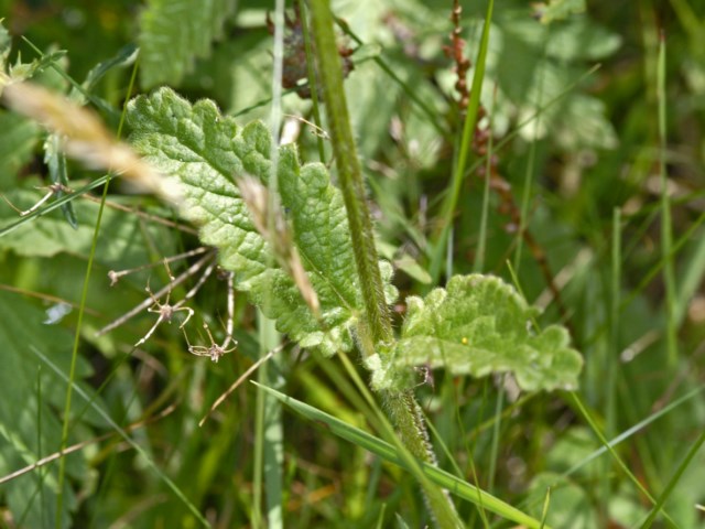 Betonica officinalis (=Stachys officinalis) / Betonica comune